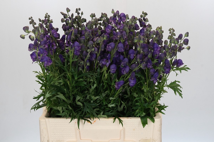 <h4>Aconitum Napellus</h4>