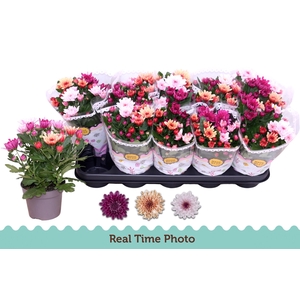 CHRYS MO AUB GEM POT