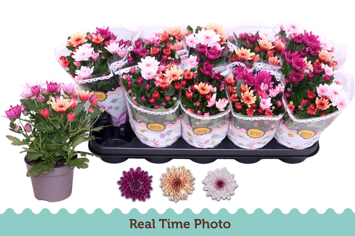 <h4>CHRYS MO AUB GEM POT</h4>