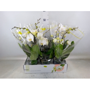 Phalaenopsis   ...white