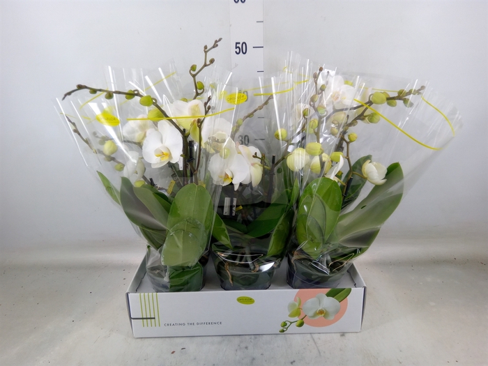 <h4>Phalaenopsis   ...white</h4>