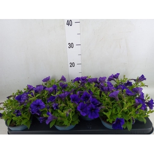 Petunia  'Ray Blue'