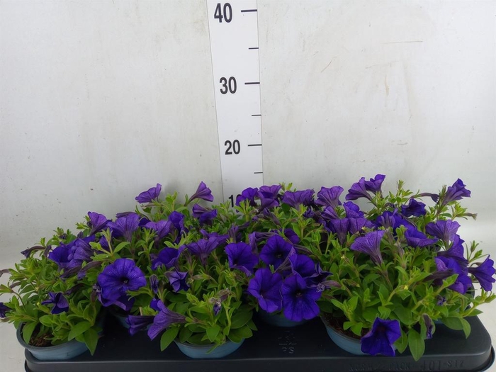 <h4>Petunia  'Ray Blue'</h4>
