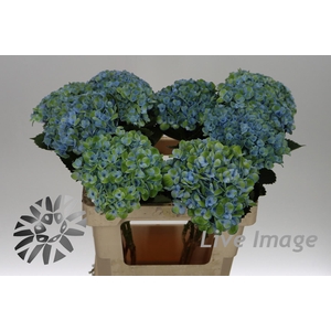Hydrangea mag revolution