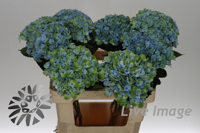 <h4>Hydrangea mag revolution</h4>