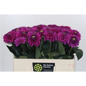 Dahl Purple Fox