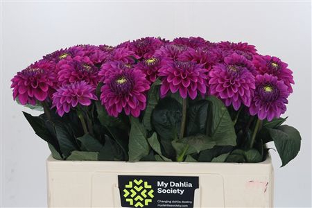 <h4>Dahl Purple Fox</h4>