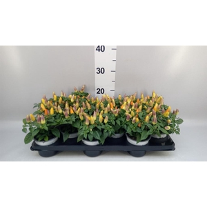 Capsicum annuum 'Acapulco Multicol'