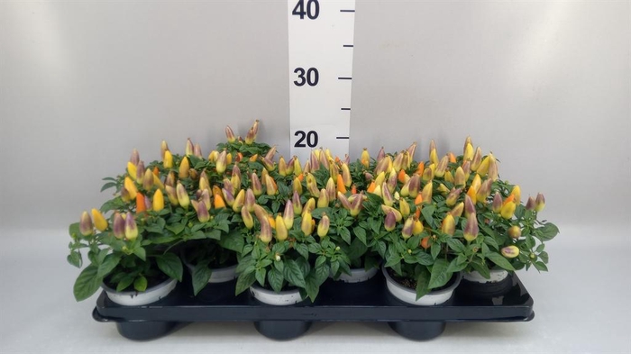 <h4>Capsicum annuum 'Acapulco Multicol'</h4>