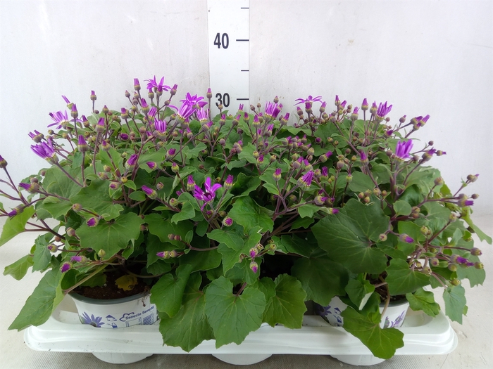 <h4>Pericallis CR 'Senetti Violet Bico'</h4>