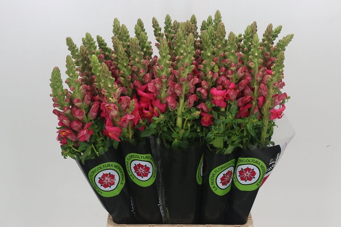 <h4>Antirrhinum Potomac Cherry Rose</h4>