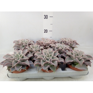 Echeveria   ...