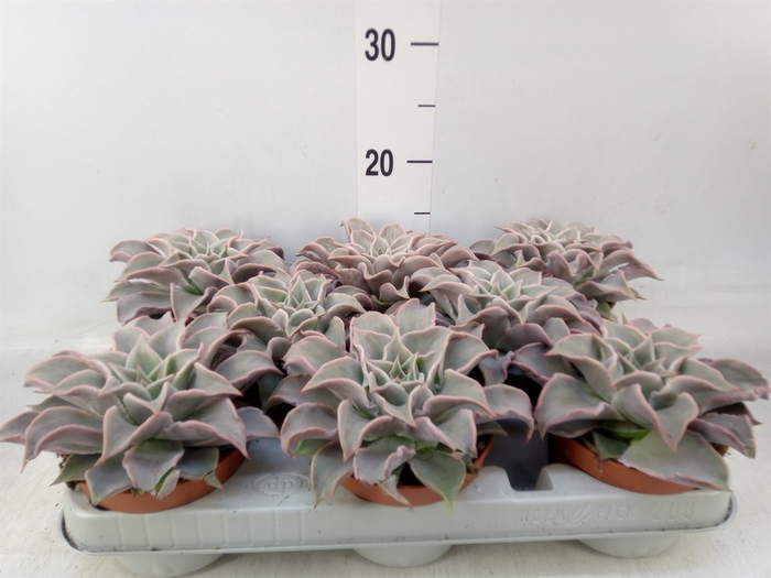 <h4>Echeveria   ...</h4>