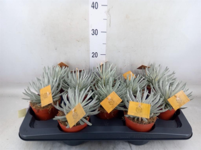 <h4>Senecio   ...</h4>