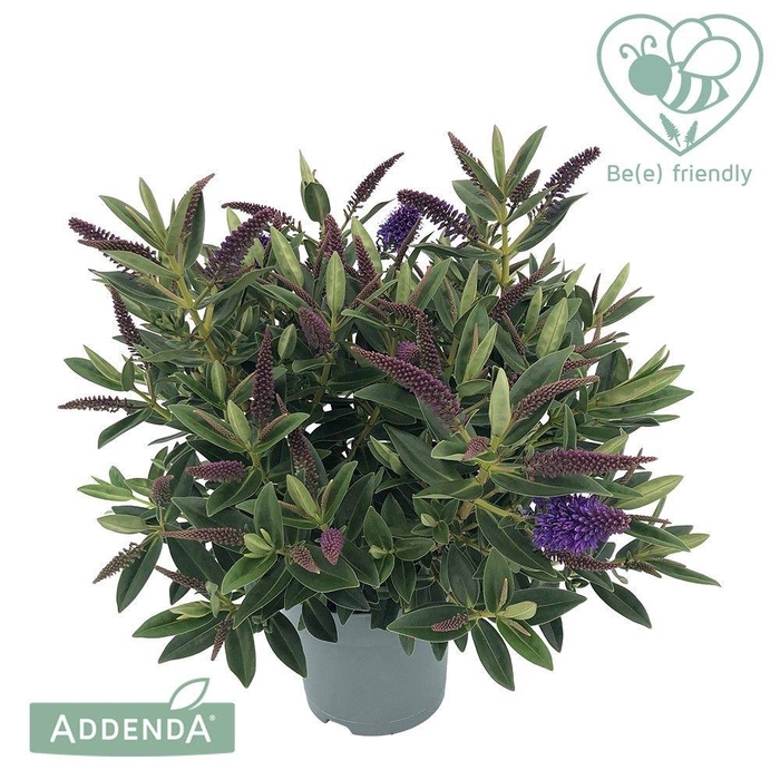 <h4>Hebe Donna Blue P15 Addenda®</h4>