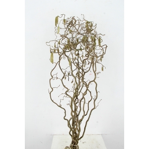 CORYL AV CONTORTA 2 JARIG 130CM