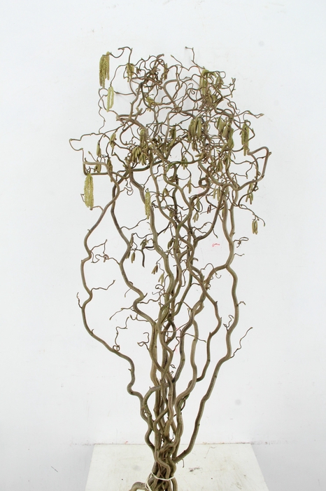 <h4>CORYL AV CONTORTA 2 JARIG 130CM</h4>