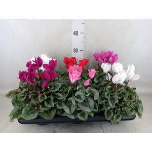 Cyclamen MD 'Rembrandt'