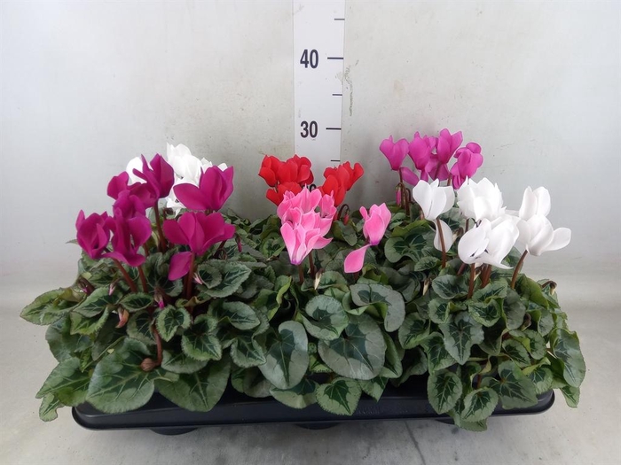 <h4>Cyclamen MD 'Rembrandt'</h4>