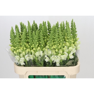 Antirrhinum Potomac Ivory White