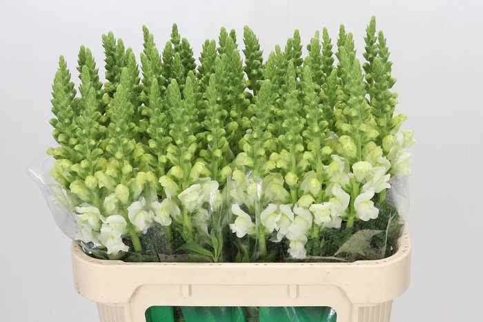 <h4>Antirrhinum Potomac Ivory White</h4>
