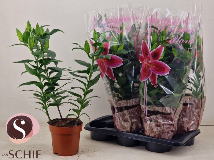 <h4>LIL OR MAGNY COURS</h4>