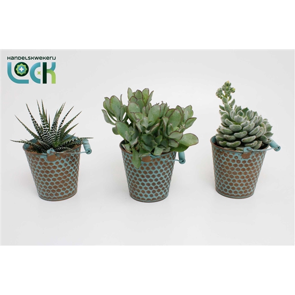 <h4>Succulenten mix in zink Berlijn</h4>