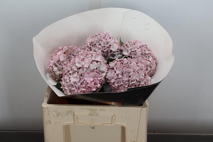 <h4>Hydr Wx Oceana Xl</h4>