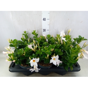 Mandevilla  'Sundavil White'