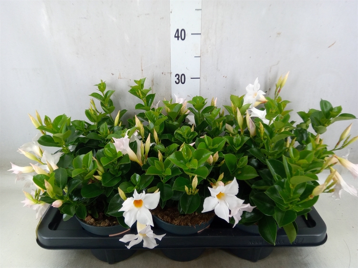 <h4>Mandevilla  'Sundavil White'</h4>
