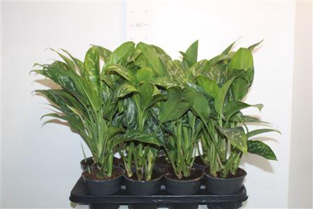 <h4>Ag Kl Green Lady</h4>