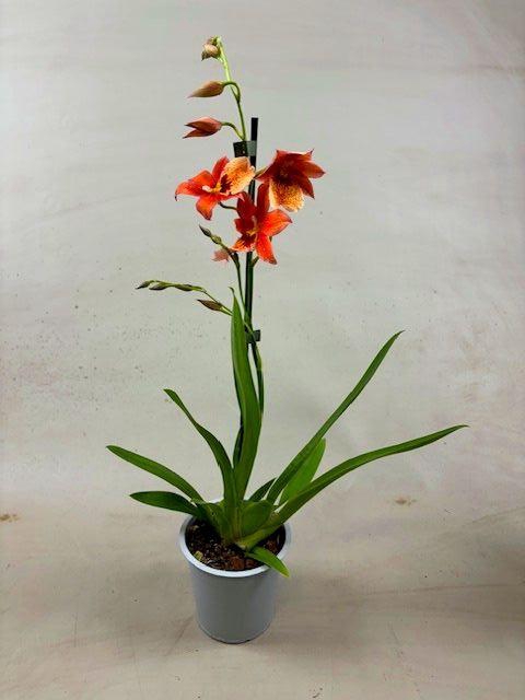 <h4>Cambria Nelly Orange 1tak</h4>