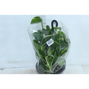 JIBOIA VERDE C21 PENDENTE