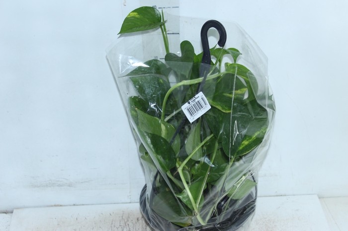 <h4>JIBOIA VERDE C21 PENDENTE</h4>
