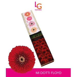 Germini Pomponi Floyd Doos
