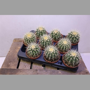 Echinoc Grusonii