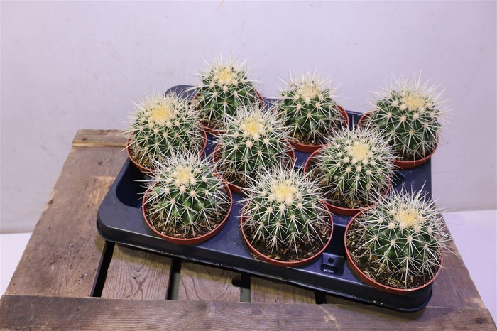 <h4>Echinoc Grusonii</h4>