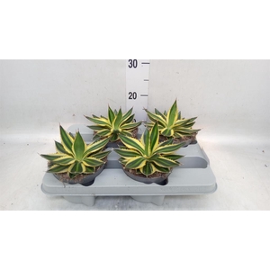 Agave lophantha 'Quadricolor'