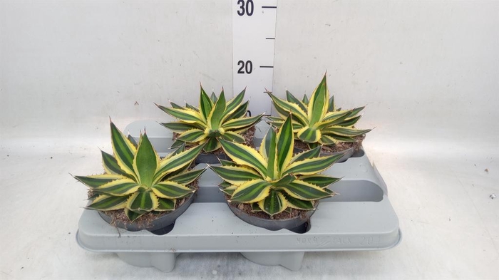 <h4>Agave lophantha 'Quadricolor'</h4>