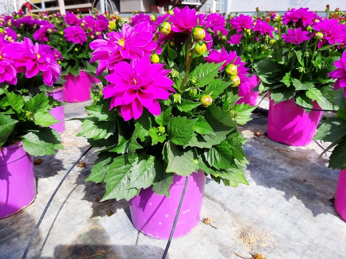 <h4>Dahlia Sunshine gemengd</h4>