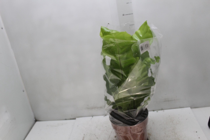 <h4>ASPLENIUM NIDUS P17</h4>