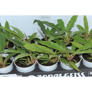 PHILODENDRON RING OF FIRE GREEN P12
