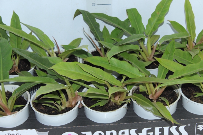 PHILODENDRON RING OF FIRE GREEN P12