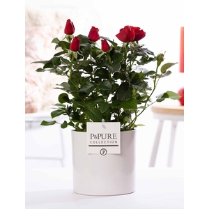 Rosa red in P&PURE Essential ceramics white