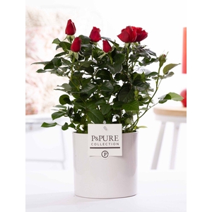 Rosa red in P&PURE Essential ceramics white