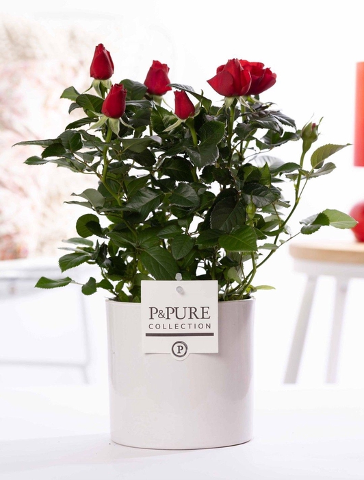 <h4>Rosa red in P&PURE Essential ceramics white</h4>