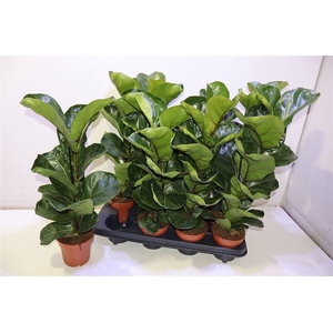 Ficus Lyrata Bambino