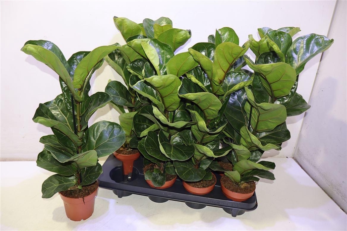 <h4>Ficus Lyrata Bambino</h4>