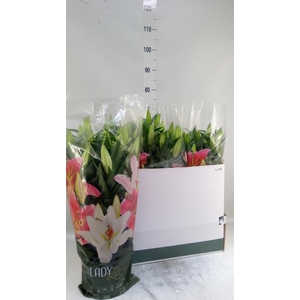 Lilium ori.  'After Eight'