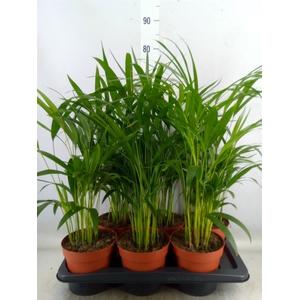 Dypsis lutescens   ...Chrysalidoca
